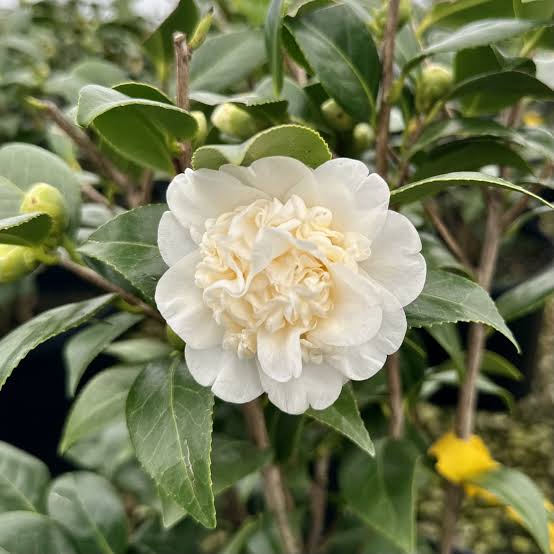 Man Size Camellia