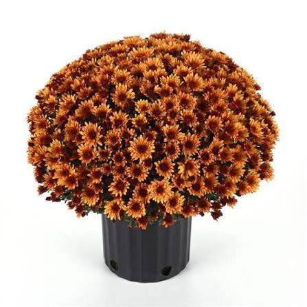 Bronze Mum