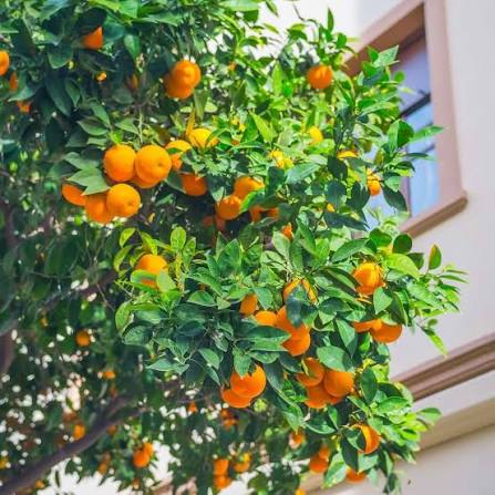 Valencia Orange