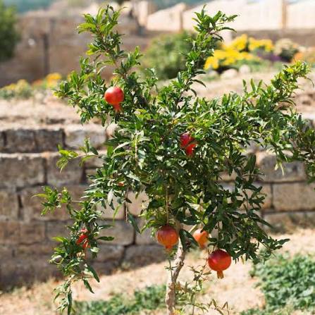 Texas Pink Pomegranate