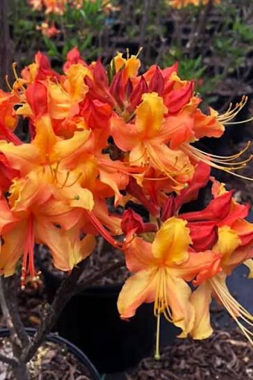 Jackpot Native Azalea
