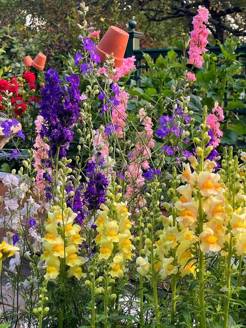 Purple, pink and yellow snapdragon flower spikes