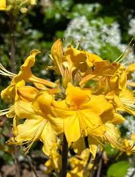 Lucy Native Azalea