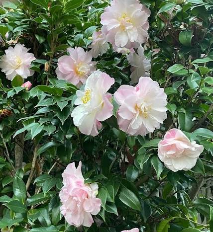 Star Above Star Camellia