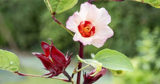 Flor de Jamaica hibiscus with a pale pink flower and red calyx
