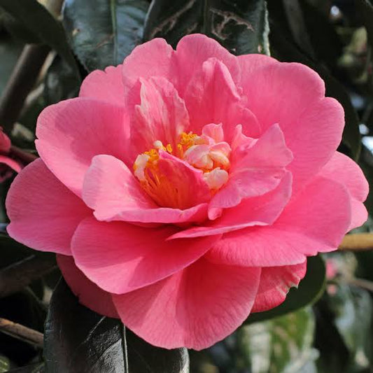 Faith Camellia