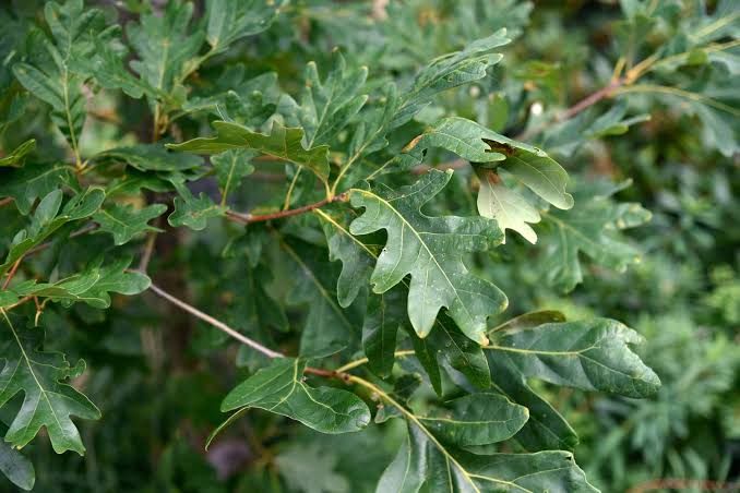 White Oak