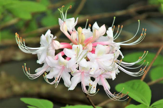 Alabama Native Azalea