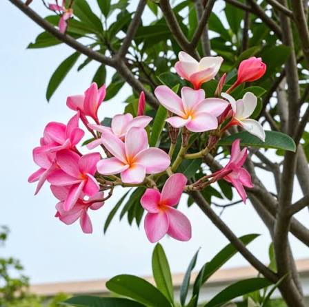 Pink & White Plumeria