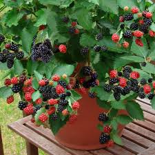 Prime Ark Freedom Blackberry