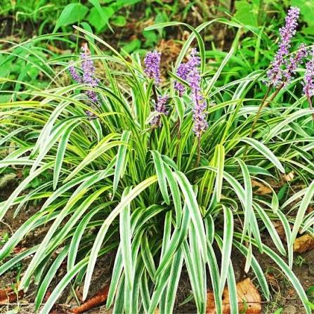 Variegated Liriope