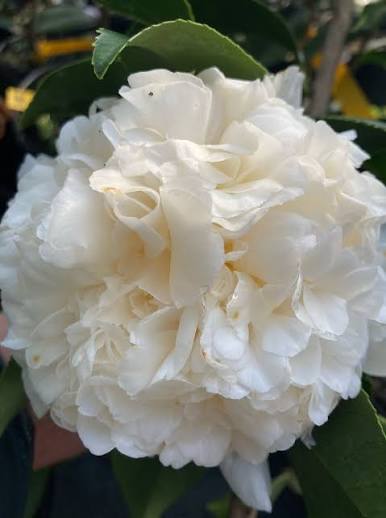 Sarah Lee Cannon Camellia