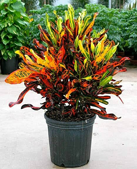 Mammy Croton