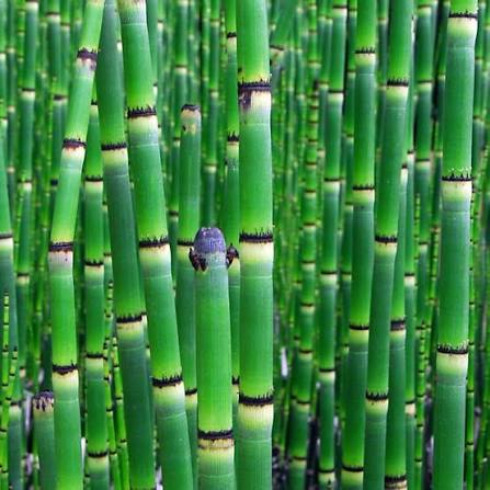 Horsetail Reed