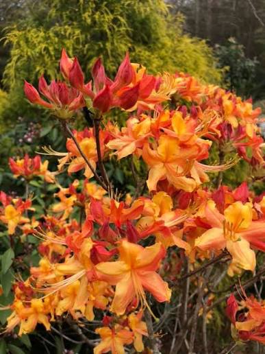 Orange Marmalade Native Azalea