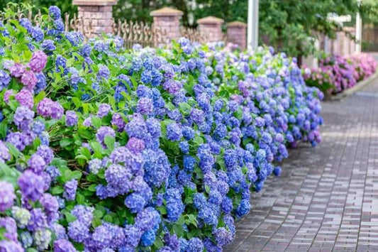 All Summer Beauty Hydrangea
