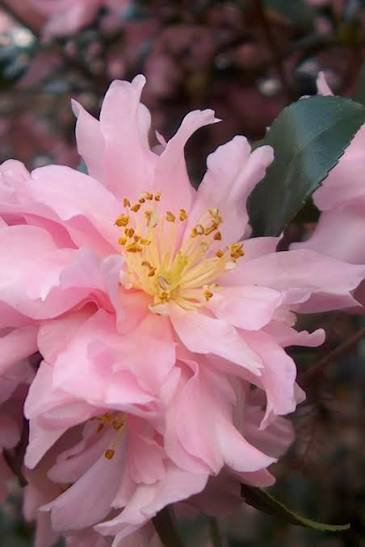 Pink Snow Camellia