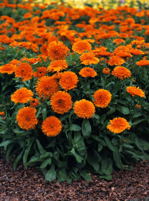 Calendula, photo 2