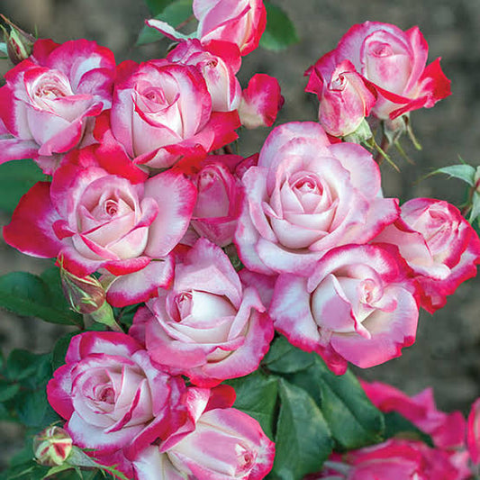Candy Cane Cocktail Rose
