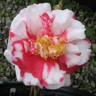 Vulcan Variegated Camellia