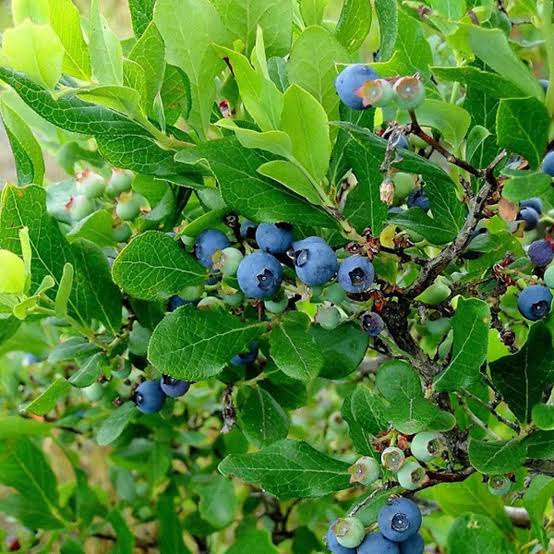 Blue Bell Blueberry
