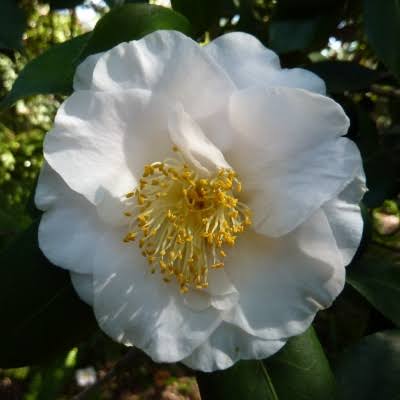Queen Bessie Camellia