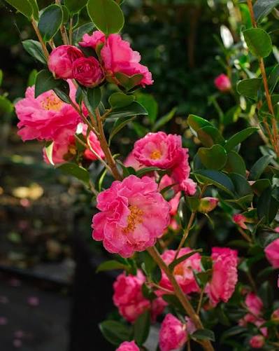 Rose of Autumn Camellia