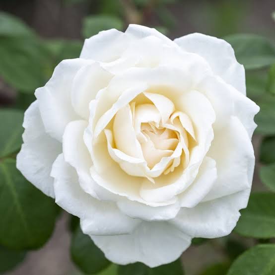 Icecap Rose