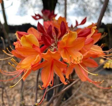 Dons Variegated Native Azalea, photo 2
