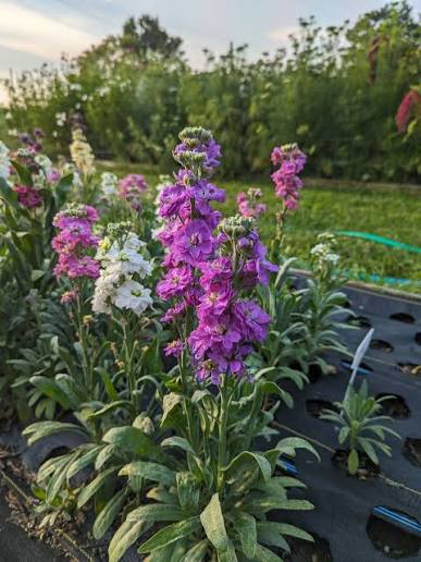 Stock Flower Mix