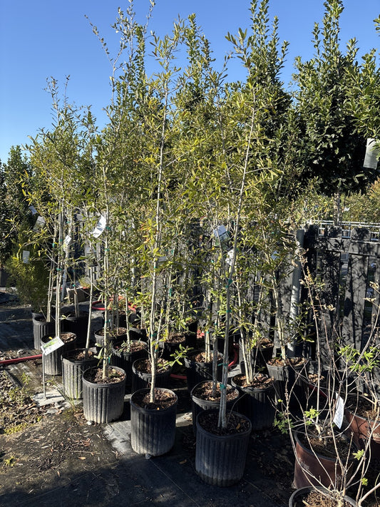 Young live oak trees in nursery pots at Cane Row Nursery