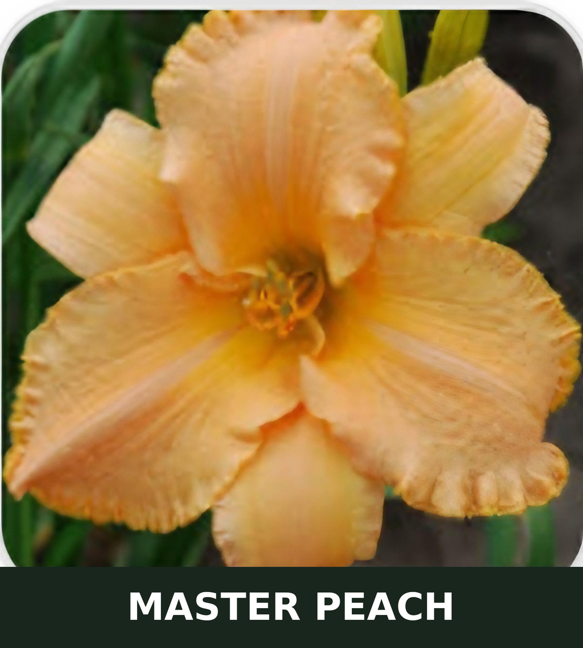 Master Peach bare root daylily