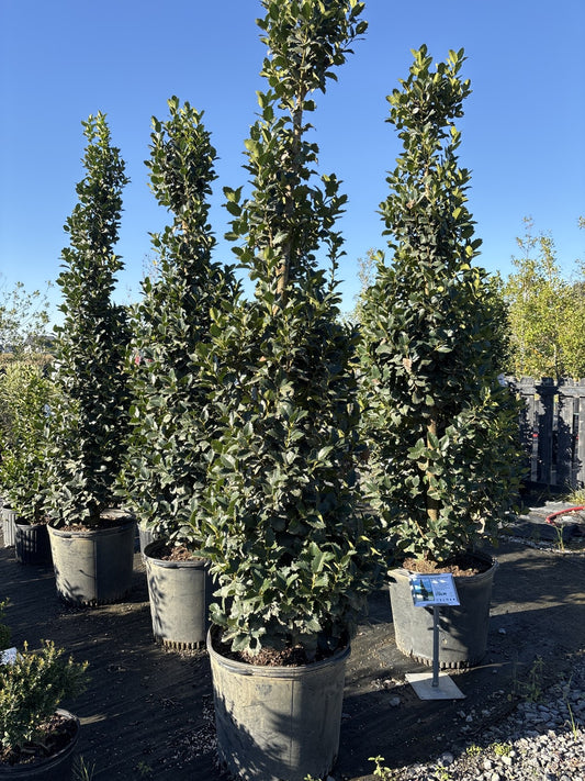 Monarch holly trees in large nursery pots at Cane Row Nursery in Broussard, LA