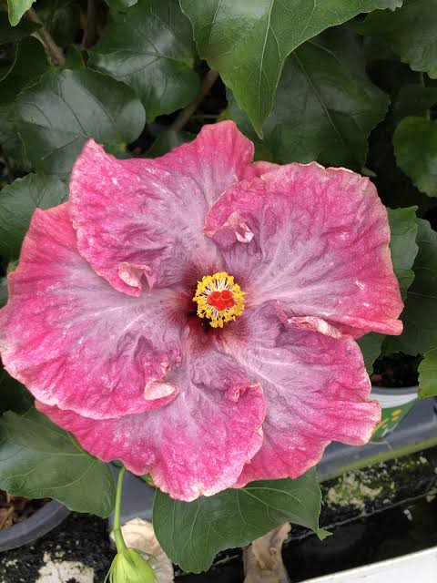 My Darlin Cajun Hibiscus