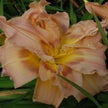 Bold Bouquet Daylily