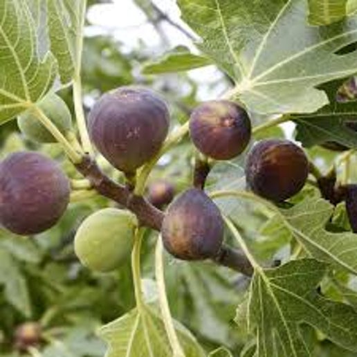3 Gallon Rhonda De Bordeaux Fig Tree