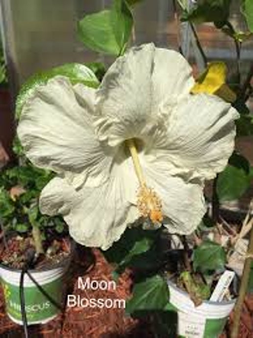 Moon Blossom Cajun Hibiscus