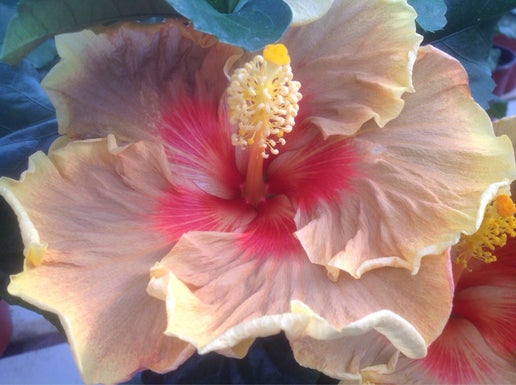 Sgt Seth Trahan Cajun Hibiscus