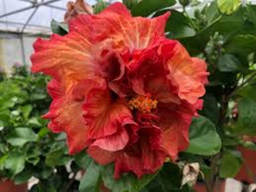 Koki Cajun Hibiscus