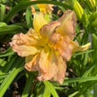 Pink Empress Daylily