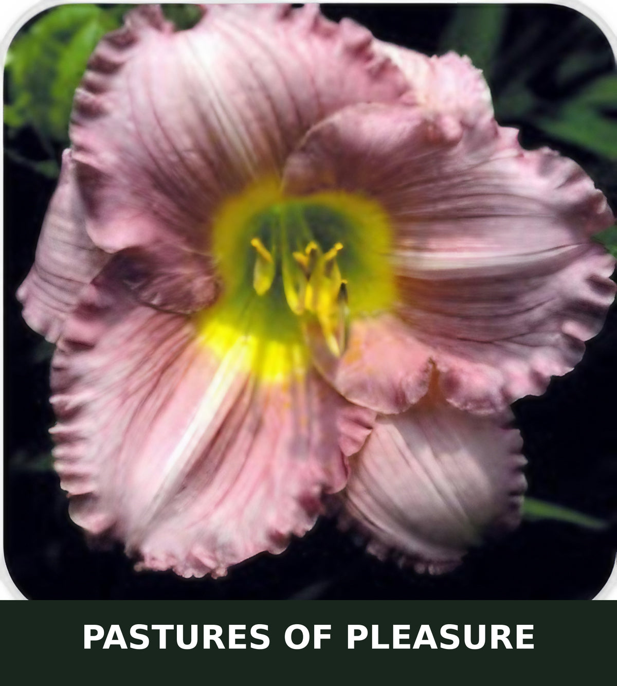 Pastures of Pleasure bare root daylily