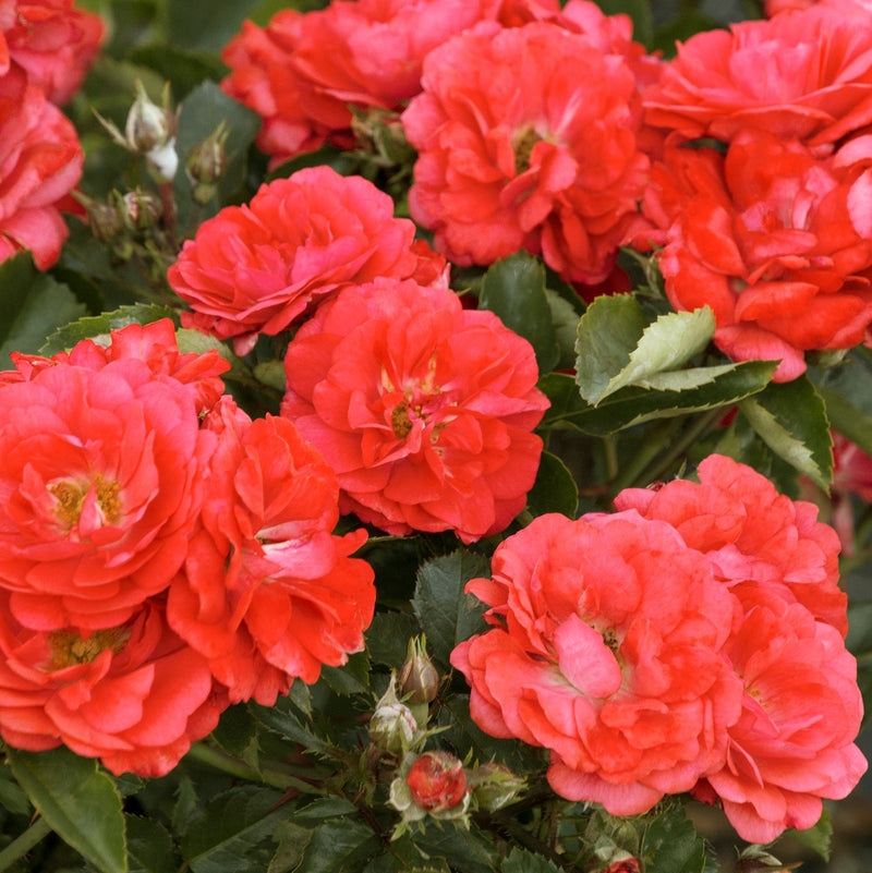 Coral Drift Rose