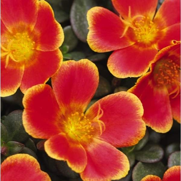 Seaglass Rum Portulaca
