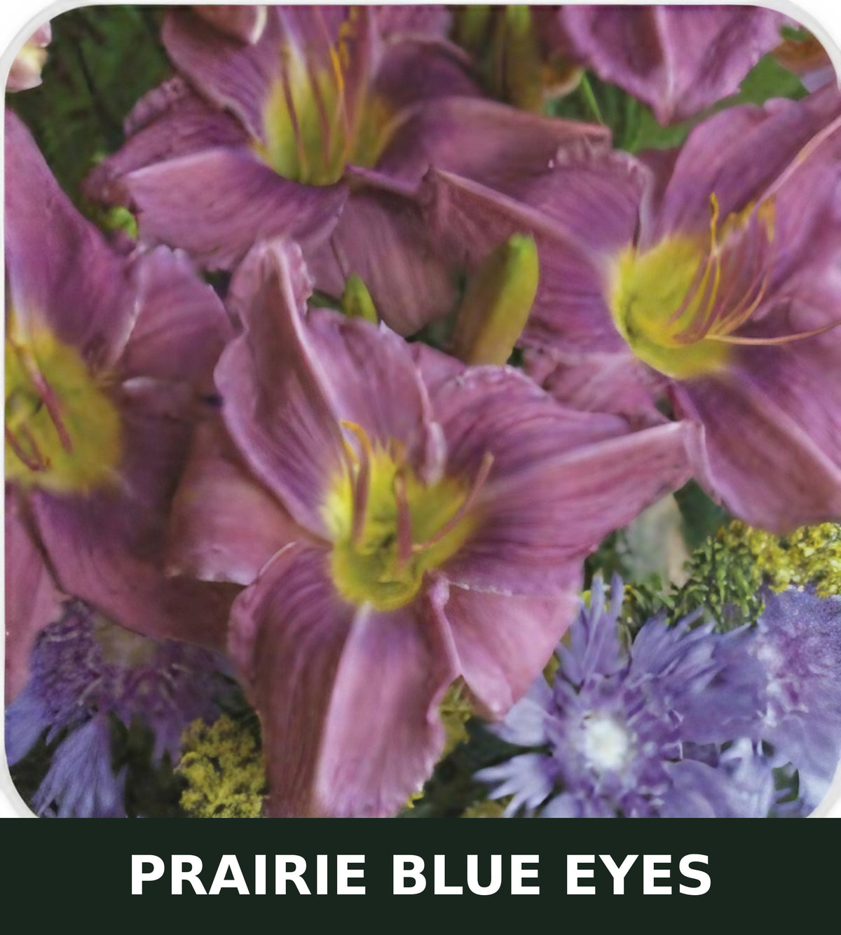 Prairie Blue Eyes bare root daylily