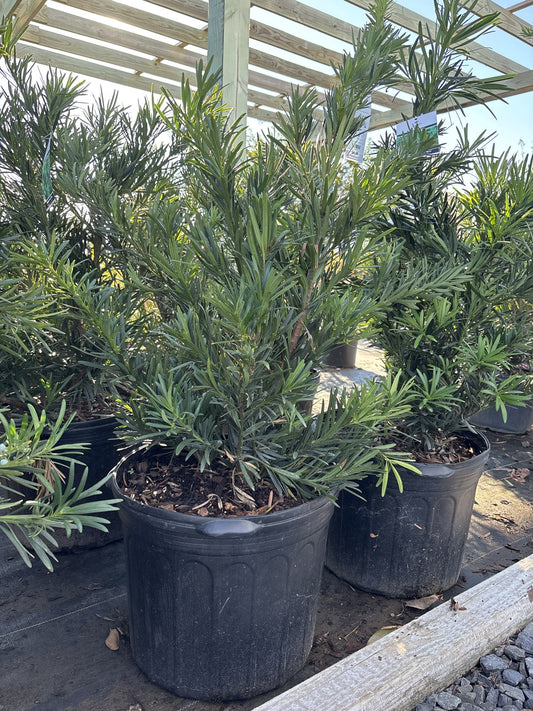 Pringles dwarf yew (dwarf podocarpus) in nursery pots at Cane Row Nursery
