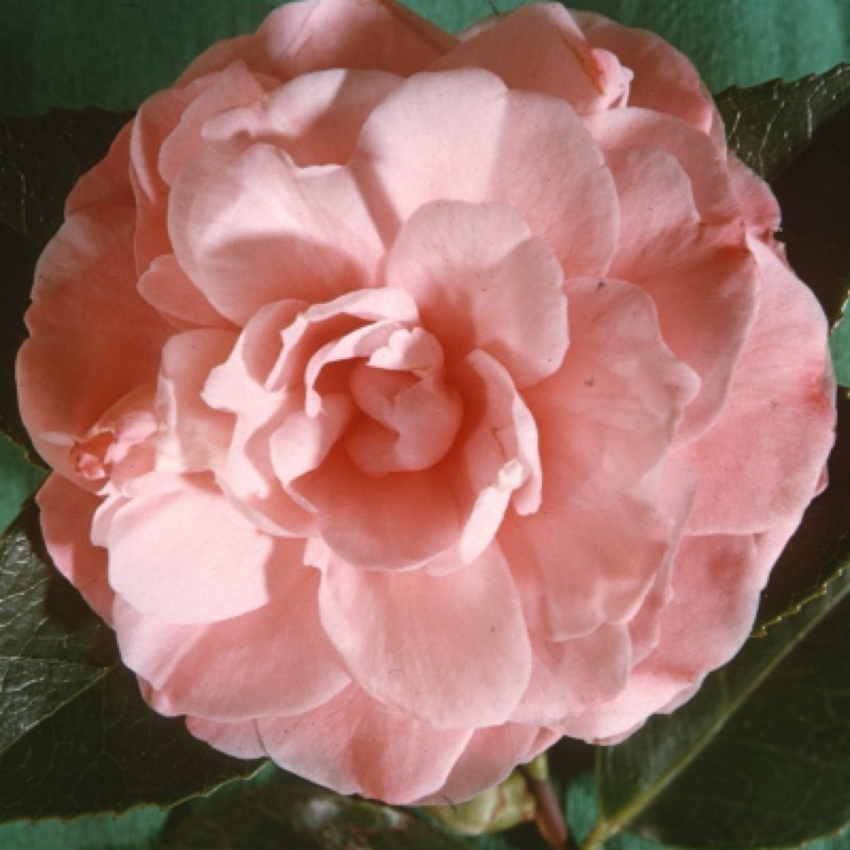 Salmon Pink Camellia bloom with soft salmon-pink double petals