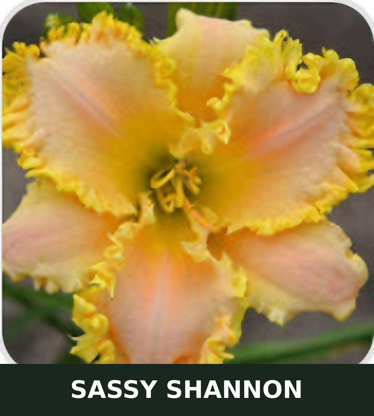 Sassy Shannon bare root daylily