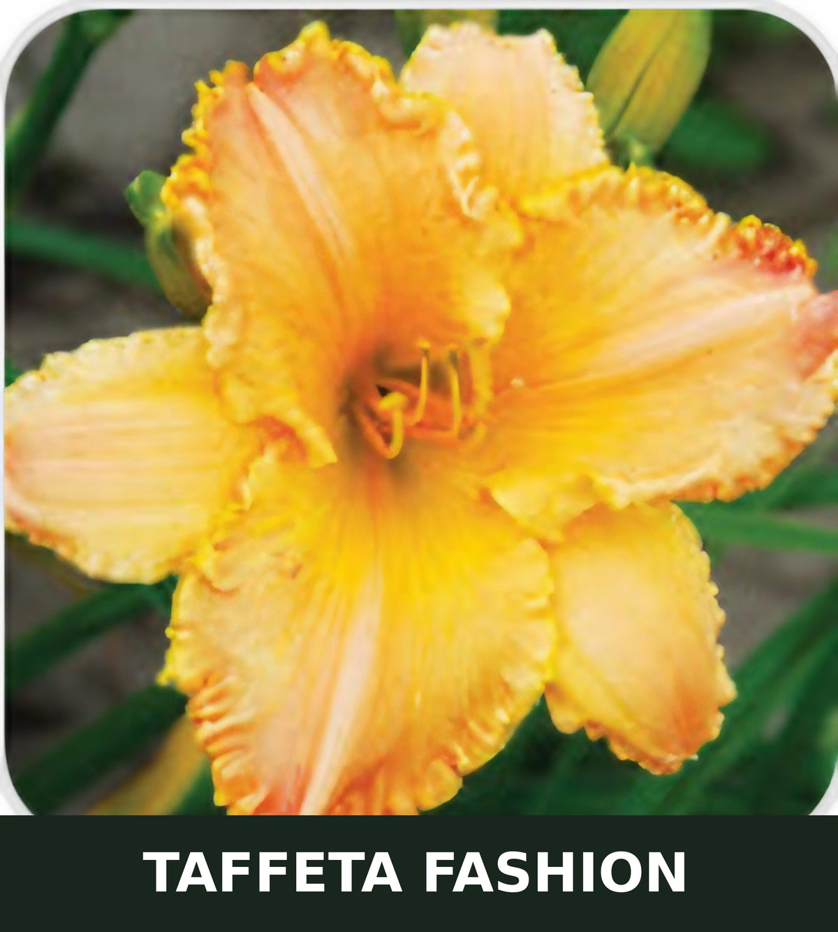 Taffeta Fashion bare root daylily