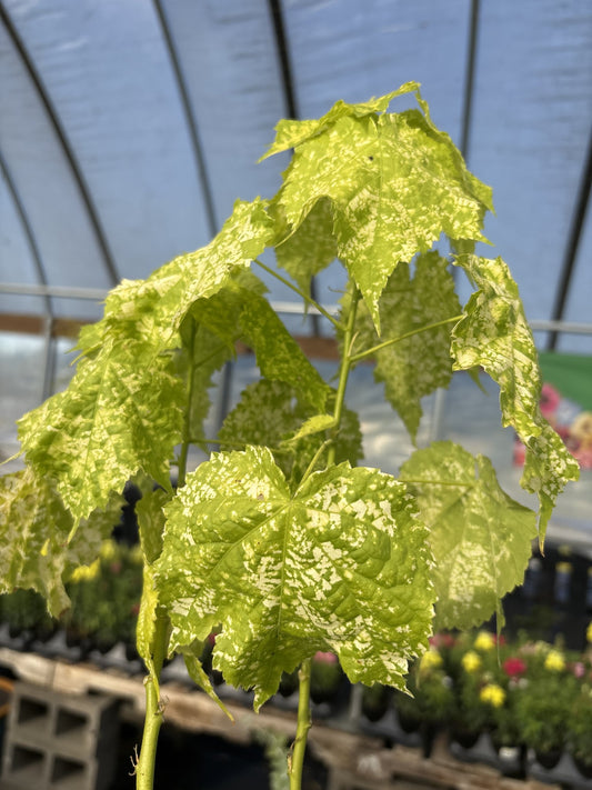 Variegated Abutilon (flowering maple) plant at Cane Row Nursery, Broussard LA