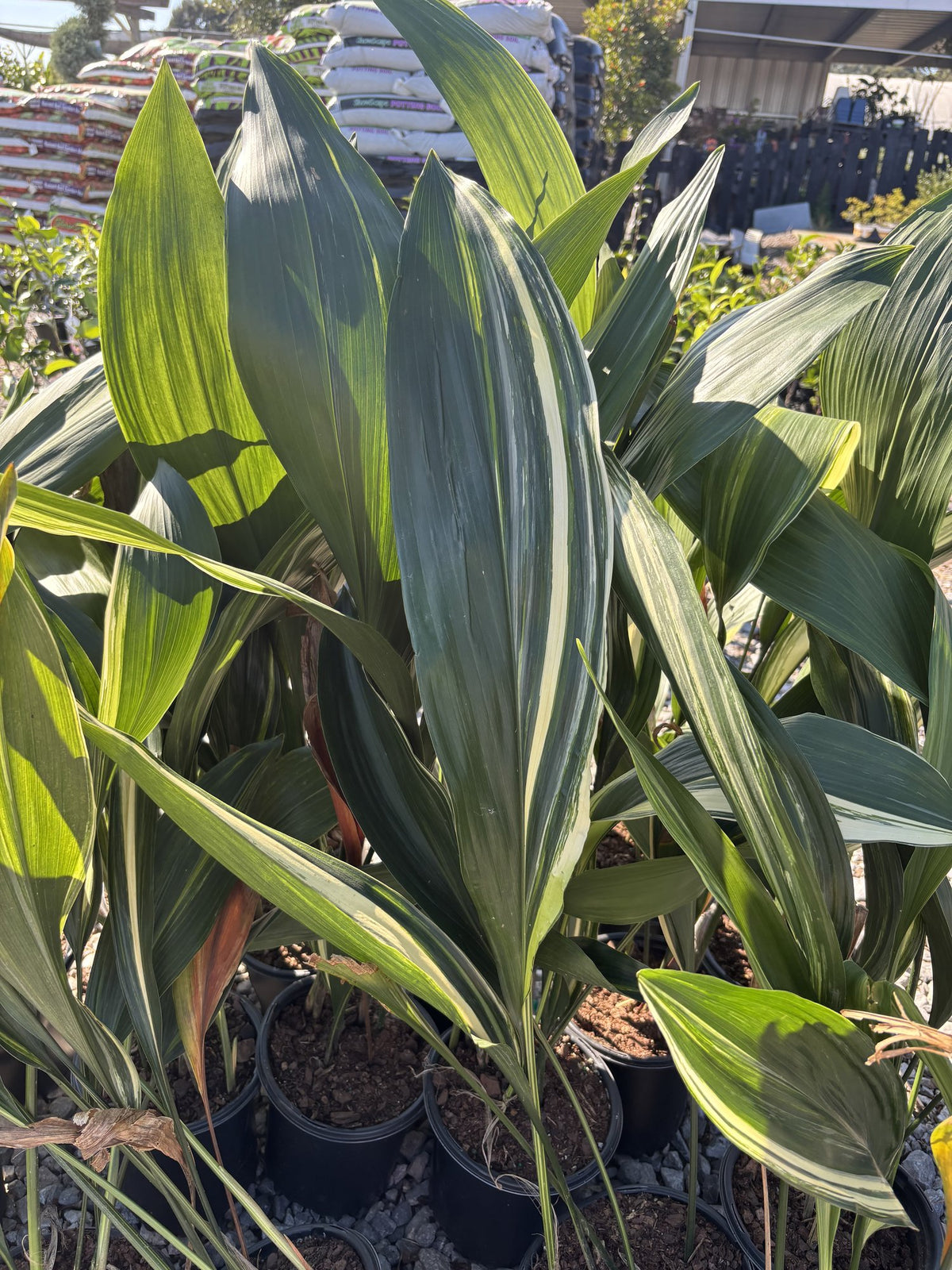 Variegated cast iron plant with cream-striped leaves in 1 gallon pots